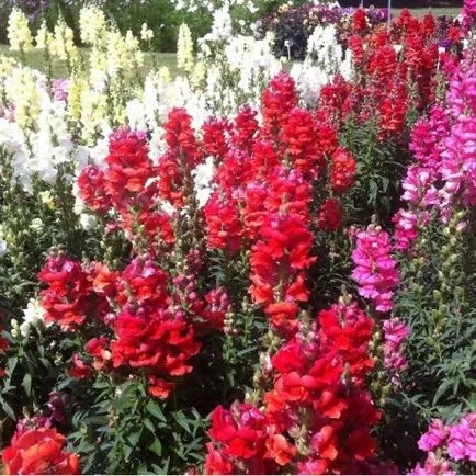 Ce flori pot fi cultivate în orice anotimp în seră (orice) Ce culori si ce perioada a anului pot fi cultivate în seră