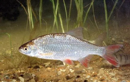 Prinderea ghid complet Roach pentru pescari - un ghid complet de la A la Z