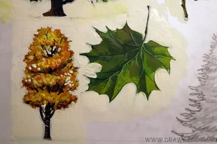 Cum de a desena un arțar și arțar culori frunze
