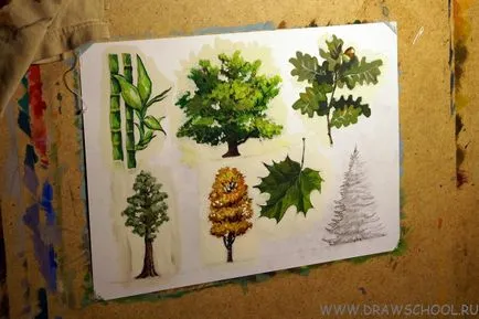 Cum de a desena un arțar și arțar culori frunze