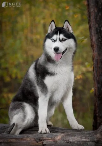 Cum să atragă pas cu pas creion Husky