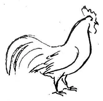 Cum de a desena o găină și un cocoș (cocoș trage un pui) Cum de a desena o găină și un cocoș