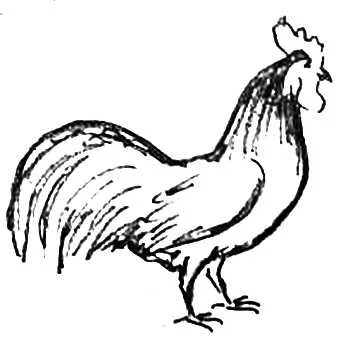 Cum de a desena o găină și un cocoș (remiză) Cum de a desena o găină și un cocoș