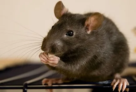 Ce miros se tem de șoareci și șobolani despre protecție parfumat de la rozătoare (șoareci) Ce miros se tem de șoareci și șobolani despre protecție împotriva rozătoarelor parfumat