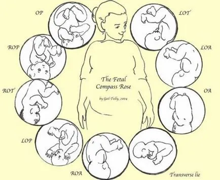 Cum de a determina poziția copilului în burtă (copil) Cum de a determina poziția copilului în abdomen