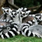 Spre deosebire de vipera sarpe (distinge) Cum să se facă distincția între șarpele viperei