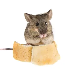 Ce miros nu-mi place ghidul plin mouse-ul pe mirosuri care resping aceste rozătoare