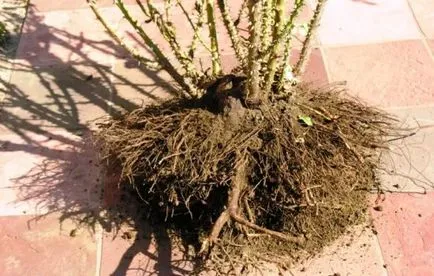 Cum să transplant de adult toamna a crescut, beneficiază de plantare de toamnă