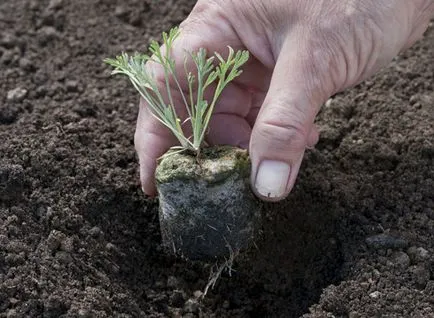 Cum să transplant de răsaduri din vase de turbă în sol