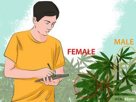Cum de a identifica planta de marijuana de sex masculin și feminin