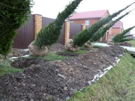 Ca transplantat la site-ul molidul (transplant) Cum să transplant de molid pe site