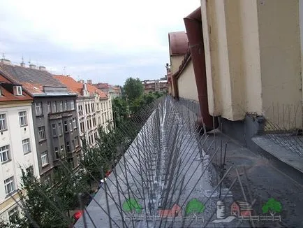 Cum de a speria și de a scăpa de porumbei, sfaturi și fotografii