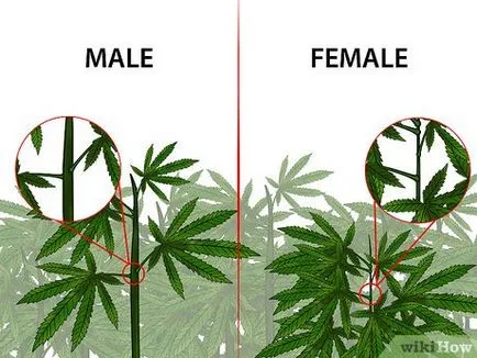 Cum de a identifica planta de marijuana de sex masculin și feminin