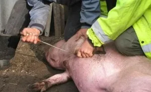 Cum să se pregătească site pentru porci de sacrificare și sacrificare (Slay) Cum să pregătească un loc pentru sacrificare și sacrificare un porc