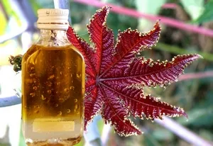 Cum se folosește ulei de ricin și atunci când este utilizat (acolo unde este cazul) Cum se folosește ulei de ricin și atunci când acesta este utilizat