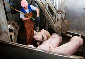 Cum să se pregătească site pentru sacrificare și de porc sacrificare (porc sacrificare metode) Cum să pregătească un loc pentru sacrificare și sacrificare un porc
