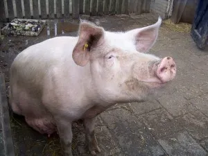 Cum să se pregătească site pentru porci de sacrificare și sacrificare (porc) Cum să pregătească un loc pentru sacrificare și sacrificare un porc