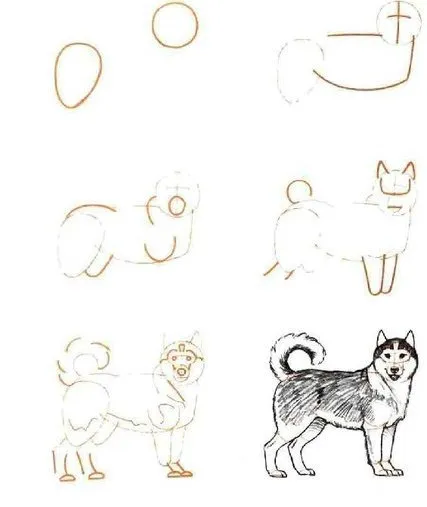 Cum să atragă pas cu pas Husky