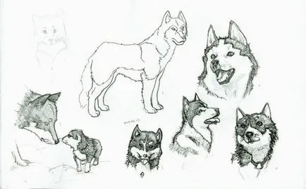 Cum să atragă pas cu pas Husky