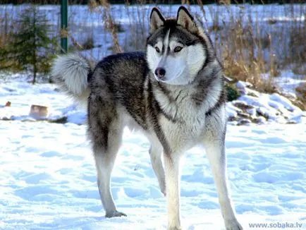 Cum să atragă pas cu pas Husky