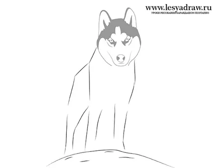 Cum să atragă pas cu pas Husky
