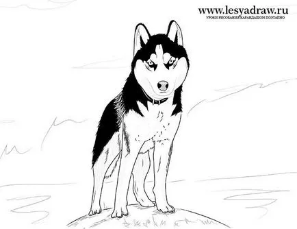 Cum să atragă pas cu pas Husky