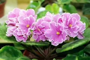 Cum să transplant violet la pas acasă cu instrucțiuni pas cu pas (cum de transplant de la violet pas acasă cu condiții pas) Cum să transplant violet la pas cu pas acasă