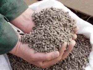 Cum se în mod corespunzător și ce să se hrănească găinile ouătoare la domiciliu (cea mai bună utilizare) Cum se în mod corespunzător și ce să se hrănească găinile ouătoare la domiciliu