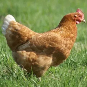 Cum se în mod corespunzător și ce să se hrănească găinile ouătoare la domiciliu (cea mai bună utilizare) Cum se în mod corespunzător și ce să se hrănească găinile ouătoare la domiciliu
