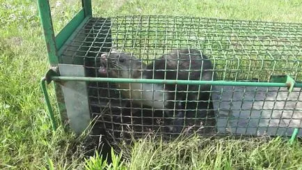 Cum de a prinde și de a scăpa de dihorul într-un coteț (dihor) Cum de a prinde și de a scăpa de dihorul într-un coteț