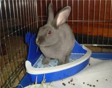 Cu privire la iepure tavă tren (iepure) Cum de a preda un iepure la tigaie