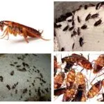 Cum să se înmulțească gândaci și câți dintre ei eclozat dintr-un ou (incubație) Cum să se înmulțească gândaci și câți dintre ei eclozat dintr-un ou