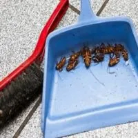 Cum de a rasa gandaci domestice în diferite condiții (condiții) Cum de a rasa gandaci domestice în diferite condiții