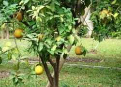 Ca creștere pomelo