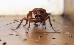 Cum de a rasa gandaci domestice în diferite condiții (gândaci) Cum de a rasa gandaci domestice în diferite condiții