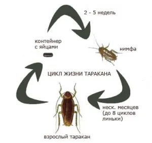 Cum se multiplica ca gândacii populația în creștere rapidă (populație) Cum se multiplica ca gândacii în creștere rapidă a populației