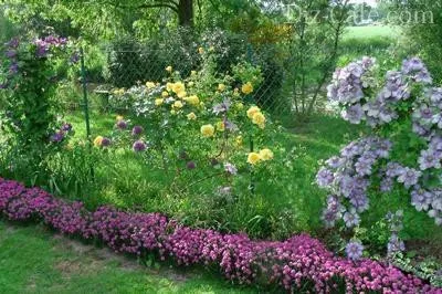 Cum să împartă și să o frumoasă grădină de flori în fața casei în țară