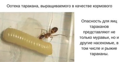Cum de a rasa gandaci domestice în diferite condiții (multiplica) Cum de a rasa gandaci domestice în diferite condiții