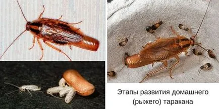 Cum de a rasa gandaci domestice în diferite condiții (gândaci) Cum de a rasa gandaci domestice în diferite condiții