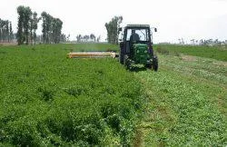 Cum să semene lucernă, cum să planteze lucernă (alfalfa) Cum să semene lucernă, cum să planteze lucernă