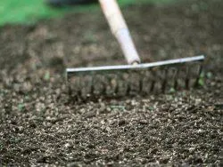 Cum să semene lucernă, cum să planteze lucernă (în special lucernă) Cum să semene lucernă, cum să planteze lucernă