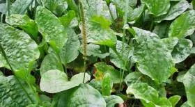 Cum de a face un abdomen plat într-o săptămână la domiciliu