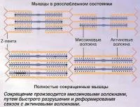 Cum să taie mușchii (cunoaștere - fiziologie umană)