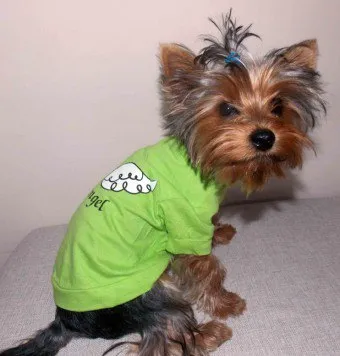 Cum să coase un tricou pentru sfaturi câine