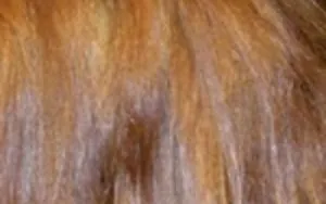 Cum de a elimina reddishnesses cu parul inchis la culoare (eliminați) Cum de a elimina parul inchis la culoare cu reddishnesses
