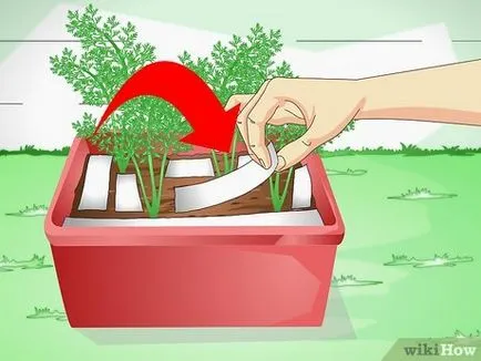 Cum de a proteja plante de apartament dvs. de pisică