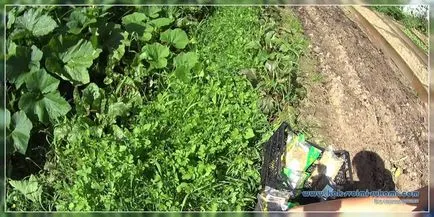 Cum de a îmbunătăți solul cu propriile mâini - o simple, dar eficiente sfaturi (practică) cu mâinile lor - cum ar fi (fertilitate) Cum de a îmbunătăți solul cu propriile mâini - o simple, dar eficiente sfaturi (practică) cu mâinile lor - cum ar fi