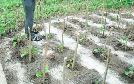 Cum de a distruge buruienile din gradina fara dificultate (pentru a distruge buruienile de grădină) Cum de a distruge buruienile din grădină cu ușurință