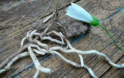 Cum de a distruge buruienile din grădină fără multă dificultate (grădină) Cum de a distruge buruienile din grădină cu ușurință