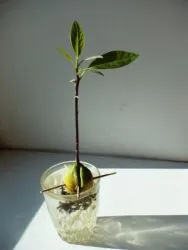 Cum să crească un avocado dintr-o piatră 1